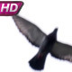 Doves Fly Over Your Head - VideoHive Item for Sale