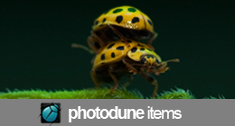 Photos - Bugs