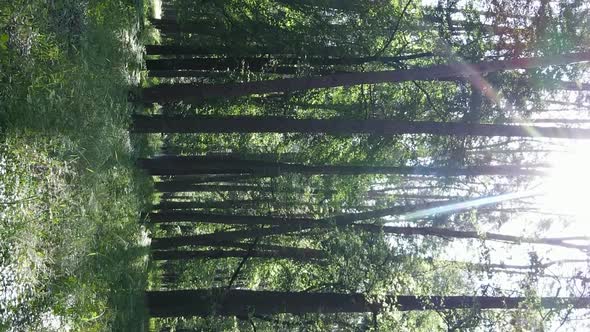 Vertical Video Aerial View Inside a Green Forest with Trees in Summer alt