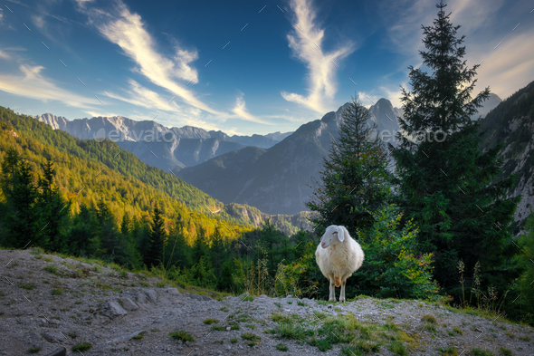 Landscape view of mountain range and lonely sheep, Vrsic pass, Slovenia - Stock Photo - Images