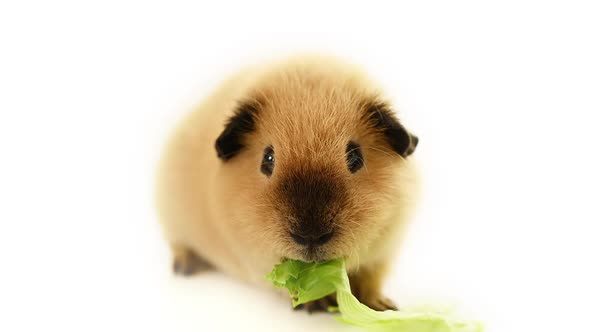 Cutie guinea pig eating leaf of green salad