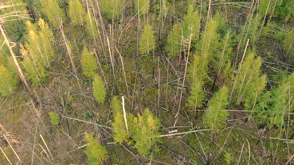 Camera Flying Over Trees Growing at the Site of Forest Fire, Fallen Tree Trunks