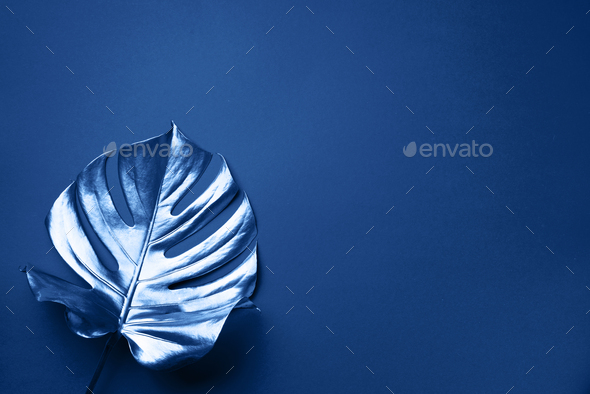 Exotic summer trend in minimal style. Tropical palm monstera leaf on classic blue color background - Stock Photo - Images