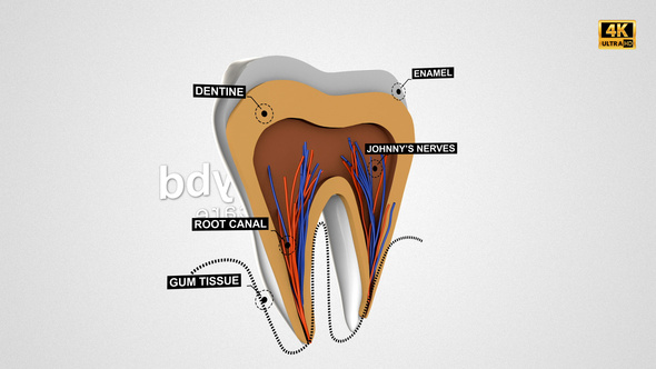 Tooth Anatomy Reveal