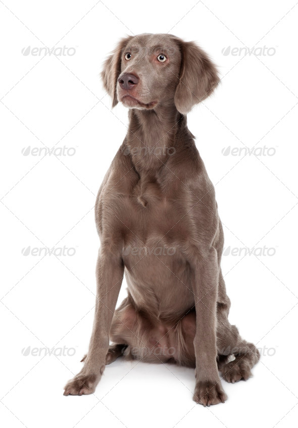 Long Haired Weimaraner Dog 2 Years Old Sitting In Front Of White