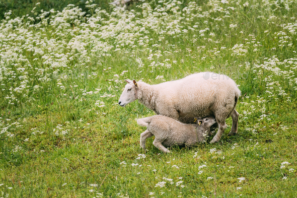 Norway. Domestic Mother Sheep Feeds Lambs With Breast Milk. Lambs Suck Sheep s Mother s Milk. Sheep