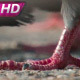 Pigeon Flock On Asphalt - VideoHive Item for Sale