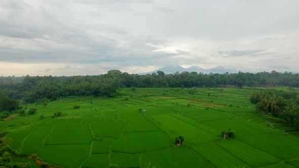 Aerial View of Rice Fields, Bali, Indonesia