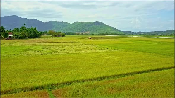 Aerial View Motion Over Wide Rice Fields To Driving Tractor alt