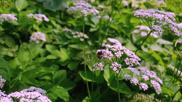 Bee on Flower collecting Nectar (slow motion) alt