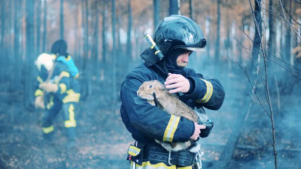 Firefighter is Petting a Rabbit in the Forest Fire Zone alt
