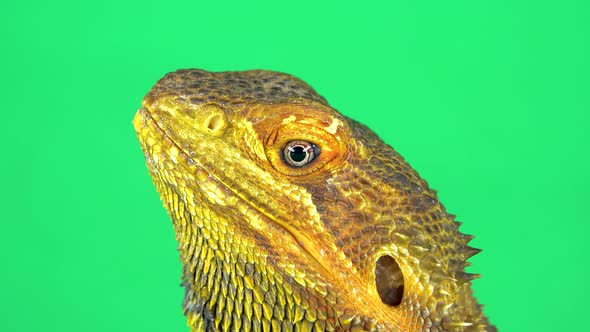 Lizards Bearded Agama or Pogona Vitticeps Isolated at Green Background in Studio alt