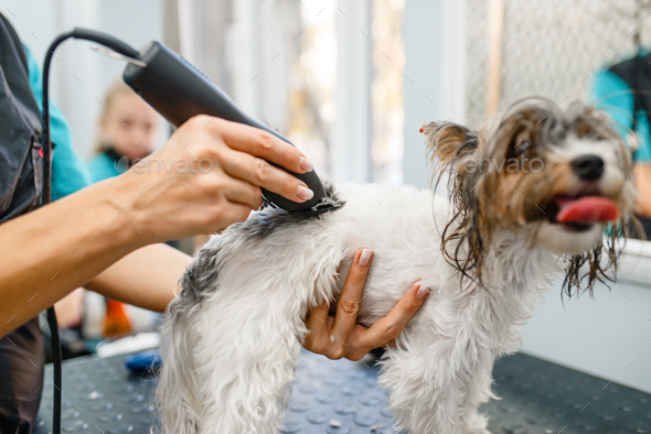 Groomer with hair clipper grooming little dog - Stock Photo - Images