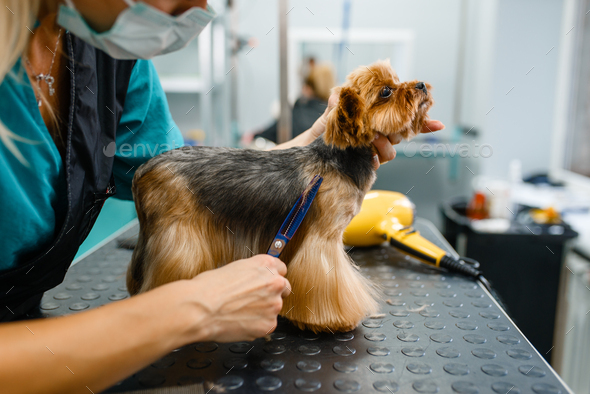 Female groomer with scissors cuts hair of cute dog - Stock Photo - Images