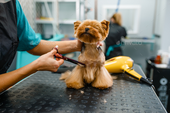 Female groomer with scissors cuts hair of cute dog - Stock Photo - Images