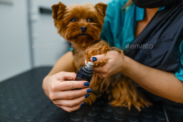 Female groomer polishing the claws of cute dog - Stock Photo - Images