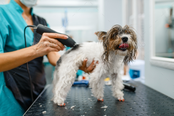 Groomer with hair clipper grooming little dog - Stock Photo - Images