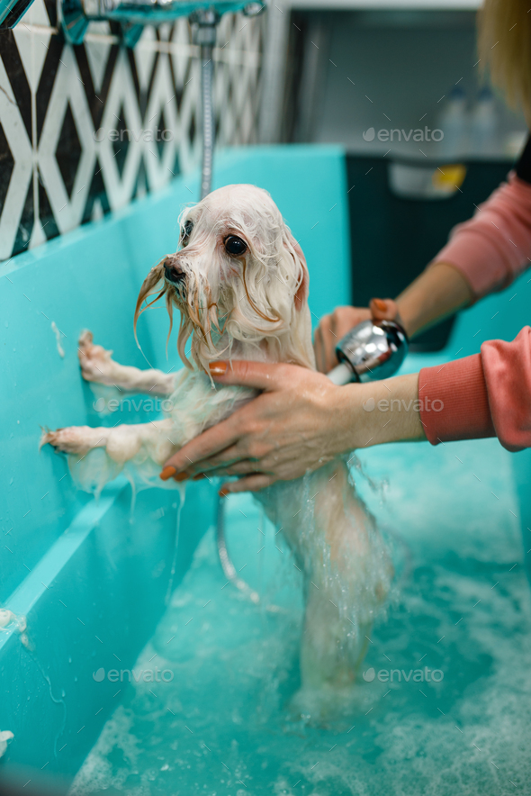 Female groomer with shower washes cute dog - Stock Photo - Images