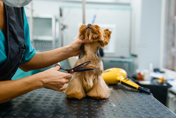 Female groomer with scissors cuts hair of cute dog - Stock Photo - Images