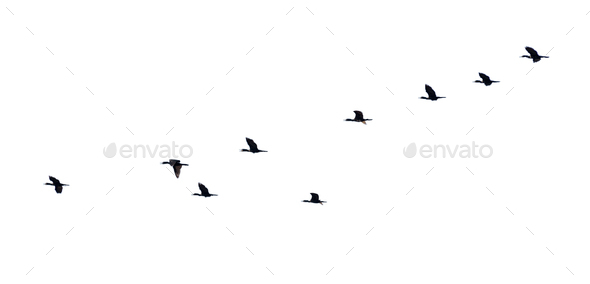 Silhouette flock of birds flying in a row