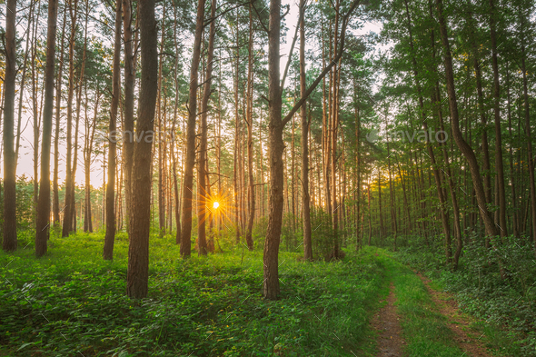 Road, Path, Walkway Through Sunny Forest. Sunset Sunrise In Summer Coniferous Forest Trees. Pine - Stock Photo - Images