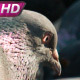 Pigeon Flock Pecks Grain On The Pavement - VideoHive Item for Sale