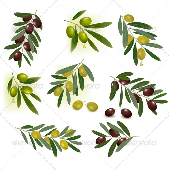 Set of green and black olives. Vector illustration