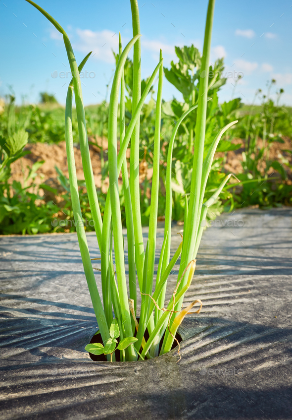 Chives on organic farm field patch. - Stock Photo - Images
