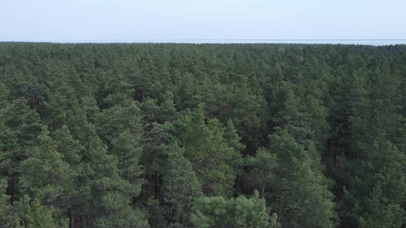 Pine Forest in the Afternoon Aerial View Slow Motion alt