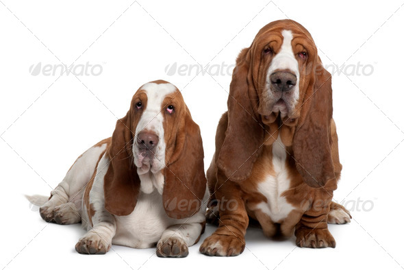two basset hounds