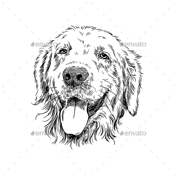 Smiling Golden Retriever, Vectors | GraphicRiver