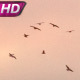 Flock Of Black Birds In A Bright Sky - VideoHive Item for Sale