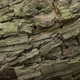 Bark Snag Tree Wood Trunk - VideoHive Item for Sale