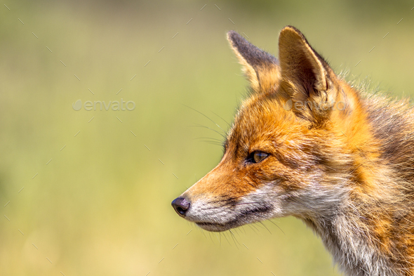 Red Fox portrait side - Stock Photo - Images