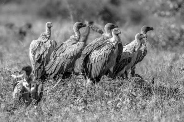 White backed vulture group in black and white - Stock Photo - Images