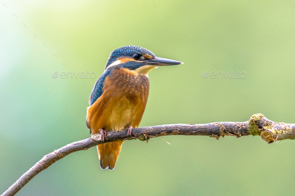 European Kingfisher looking to side - Stock Photo - Images