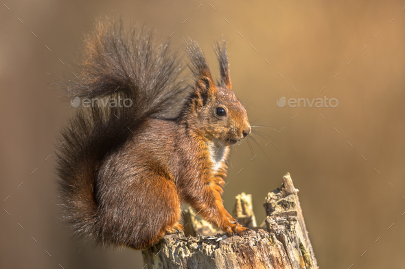 Red squirrel eating on trunk - Stock Photo - Images