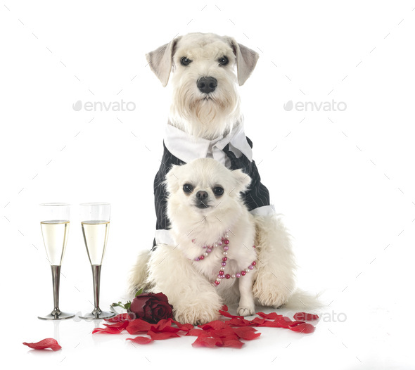 dogs and valentine day - Stock Photo - Images
