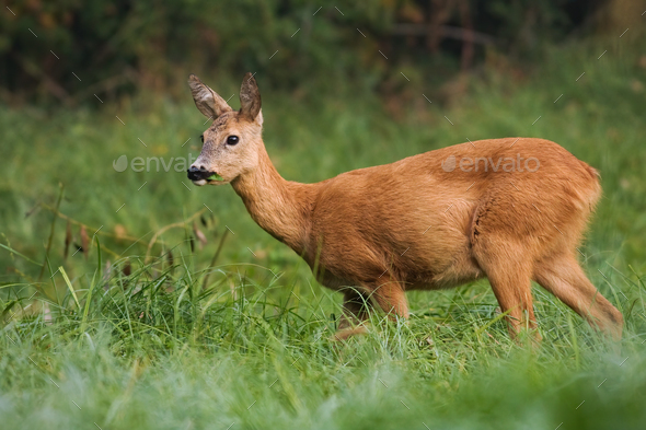 Watchful roe deer female eating grass while grazing on the green meadow - Stock Photo - Images