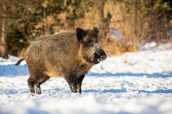 Wild boar, sus scrofa, standing and listening on a glade in winter - Stock Photo - Images