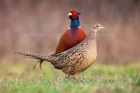 Couple of common pheasant on a meadow in springtime - Stock Photo - Images