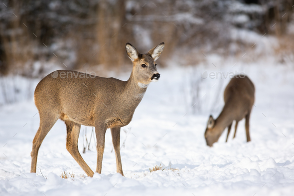 A pair of adult roe deer feeding themselves on the snowy field in winter - Stock Photo - Images