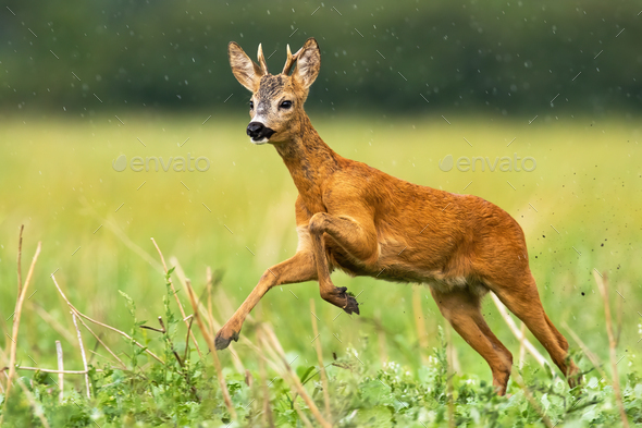 Young roe deer buck with small antlers caught in action of running in high speed - Stock Photo - Images
