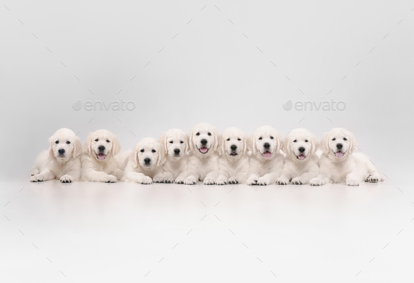 Studio Shot Of English Cream Golden Retrievers Isolated On White