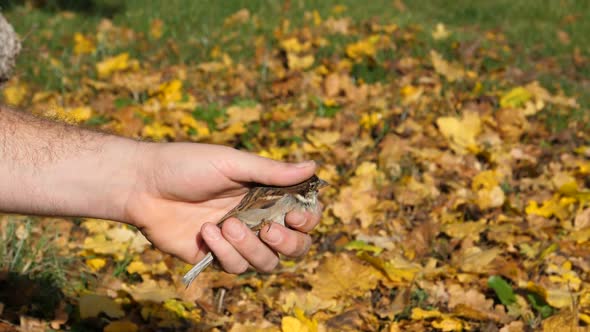 Small Bird Take Off From a Human Hand. House Sparrow - Passer Domesticus alt