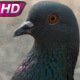 Flock Of Pigeons Feeding On - VideoHive Item for Sale