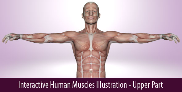 Interactive Human Muscles - CodeCanyon 18893170