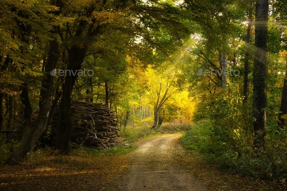 Forest Road Stock Photo By Linux87 Photodune