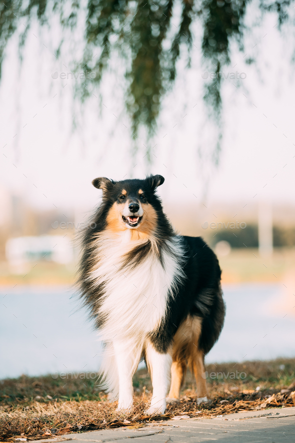 Long sales hair collie