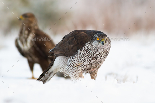 Northern goshawk with common buzzard on snow in wintertime - Stock Photo - Images